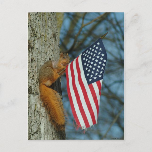 010510-4-APC ONE PATRIOTIC SQUIRREL POSTKARTE (Vorderseite)