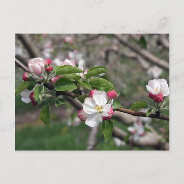 01 Apple Blossoms Winchester VA Postcard Postkarte (Vorderseite)