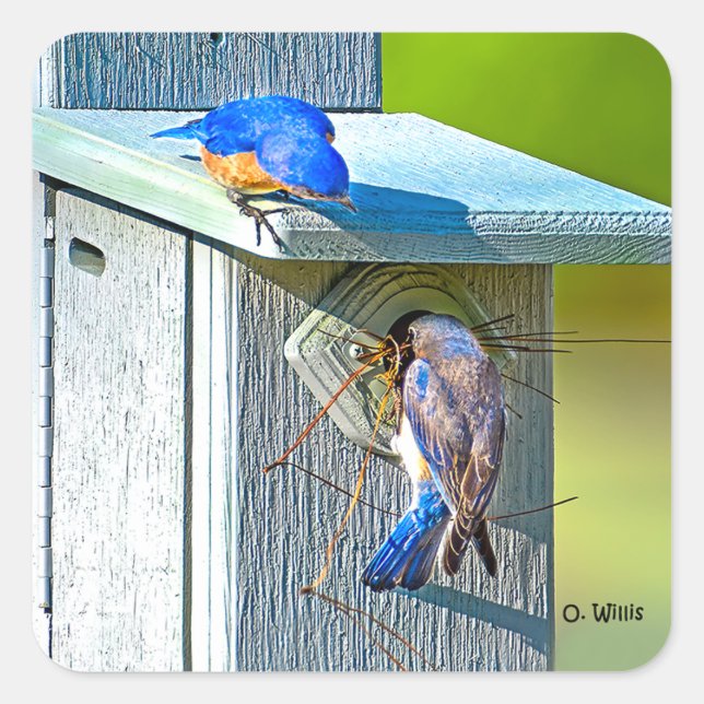 020 Bluebird Nesting Sticker 1.5x1.5 Blatt 20 (Vorderseite)