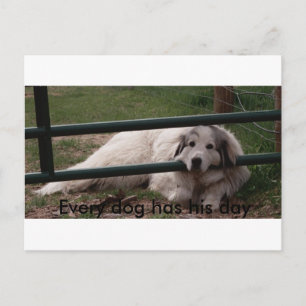 022_2, Jeder Hund hat seinen Tag Postkarte