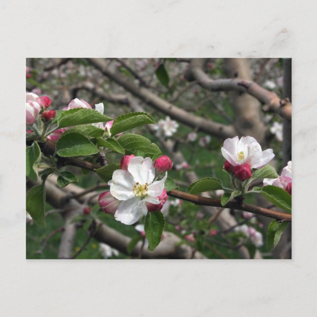 02 Apple Blossoms Winchester VA Postcard Postkarte (Vorderseite)