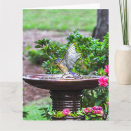 030 Lech der Drossel-Bad-großer Karten-8.5x11 Karte