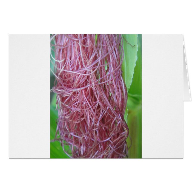 056.JPG (Vorderseite (Horizontal))