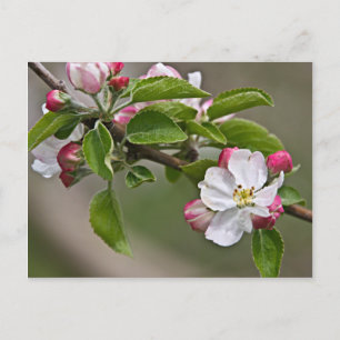05 Apple Blossoms Winchester VA Postcard Postkarte