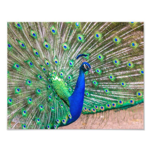 0601-Peacock Fotodruck (Vorne)
