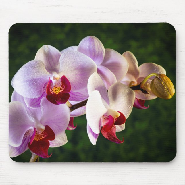 0834-Rosa Orchideen Mousepad (Vorne)