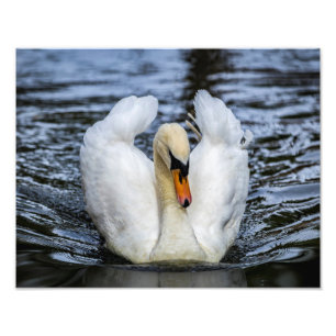 0841-Swan Fotodruck