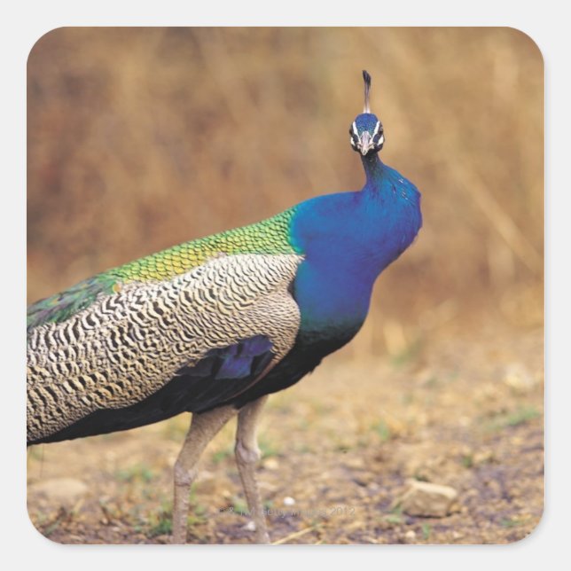 0 3 QUADRATISCHER AUFKLEBER (Vorderseite)