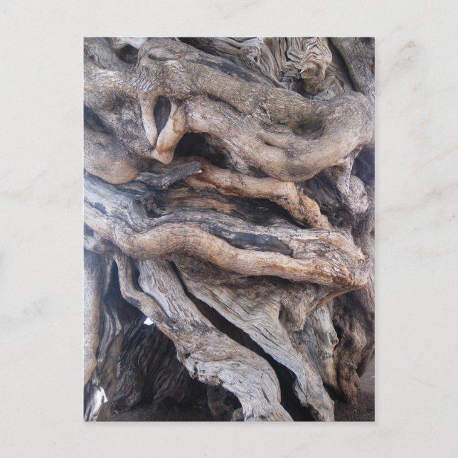 1000 Jahre älter Olivenbaum Postkarte (Vorderseite)