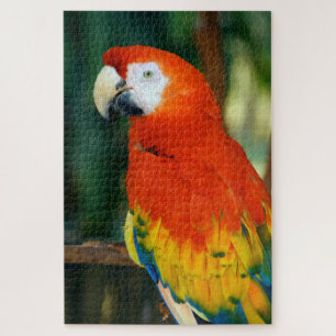 1000 Stück Scarlet Macaw Puzzle