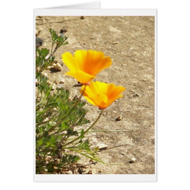 100_0221 (Vorne)