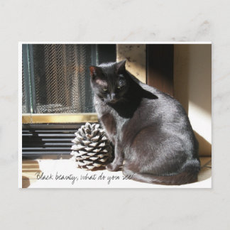 100_0305, Black Beauty, what do you see? Postkarte