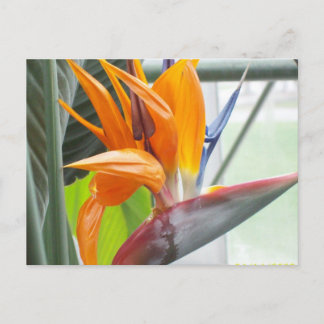 100_0344Postkarte — VÖGEL VON PARADISE Postkarte