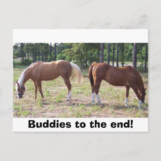 100_0350, Buddies bis zum Ende! Postkarte (Vorderseite)