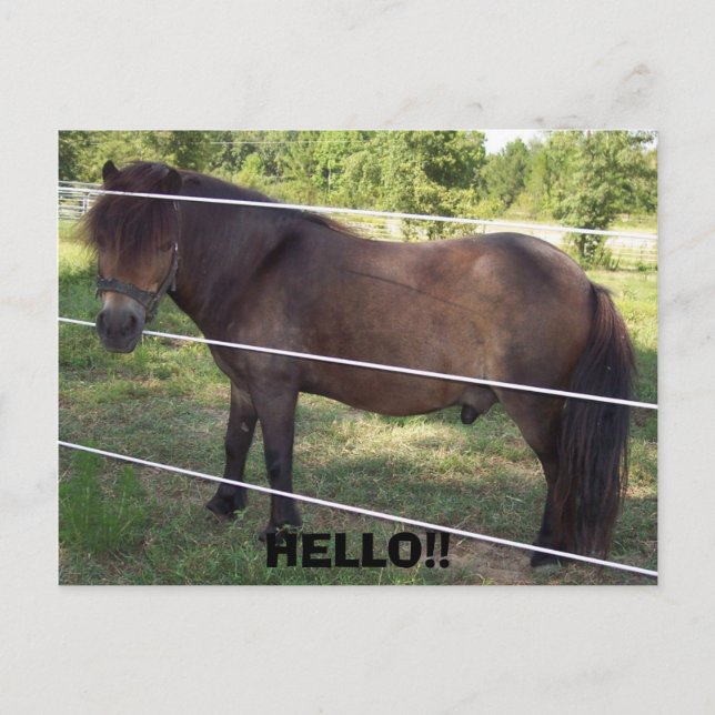 100_0376, HELLO!! POSTKARTE (Vorderseite)