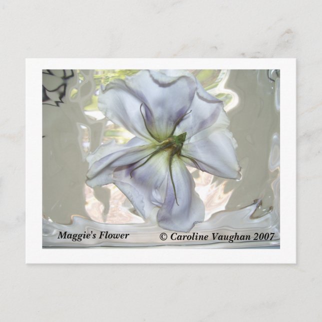 100_0709, Maggie's Blume, Caroline Vaughan 2007 Postkarte (Vorderseite)