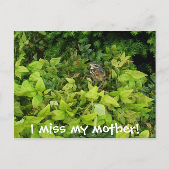 100_1805, ich vermisse meine Mutter! Postkarte (Vorderseite)