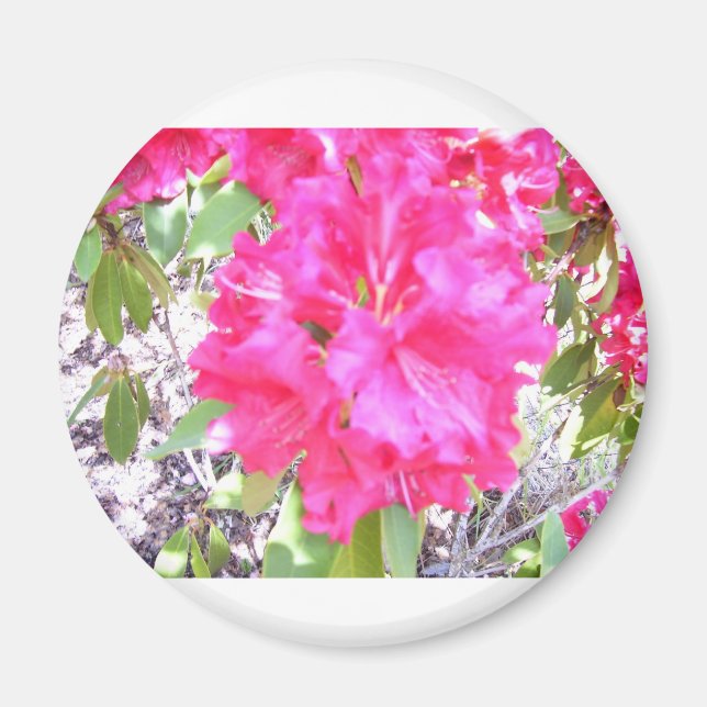 100_292 MAGNET (Vorne)