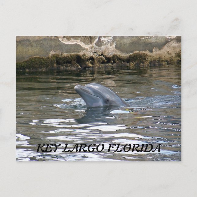 100_8578, KEY LARGO FLORIDA POSTKARTE (Vorderseite)