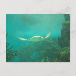 104_3660 - Postkarte mit Sting Ray