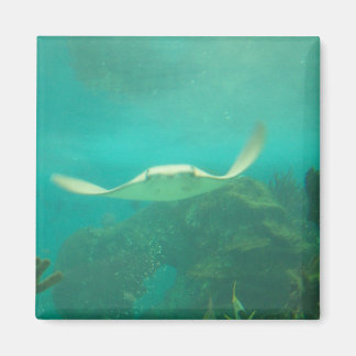 104_3660 - Sting Ray Magnet