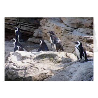 104_3669 - Pinguin-Postkarte