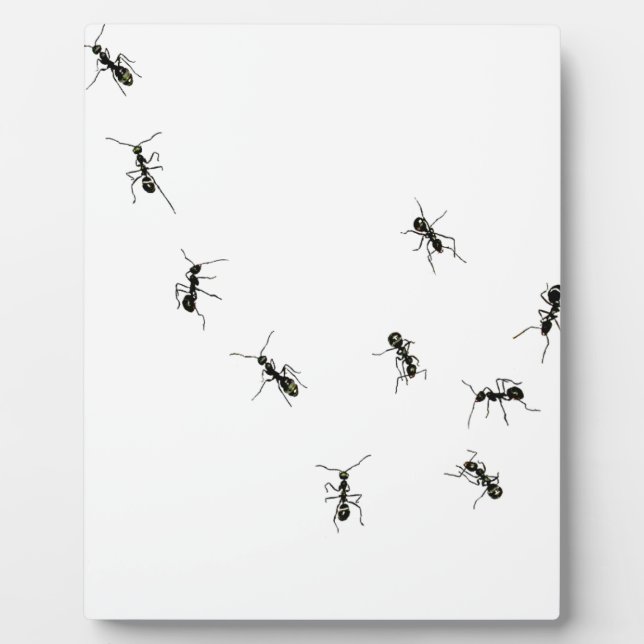 10 Ameisen Fotoplatte (Vorderseite)