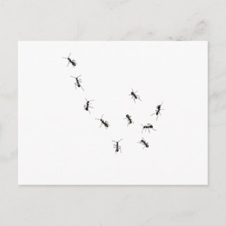10 Ameisen Postkarte