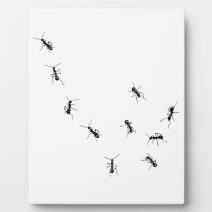 10 Ameisenplakette Fotoplatte