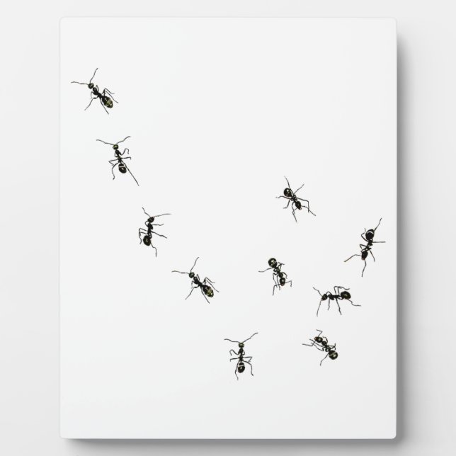 10 Ameisenplakette Fotoplatte (Vorderseite)