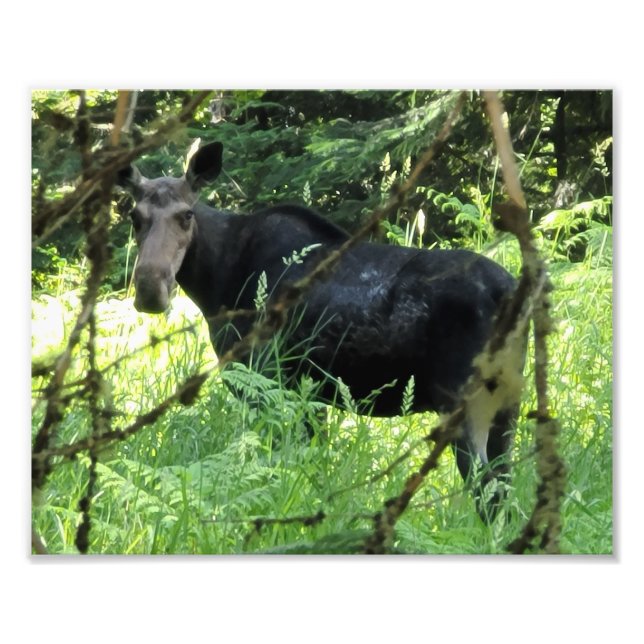 10" x8" Foto drucken || Mittagessen (Vorne)