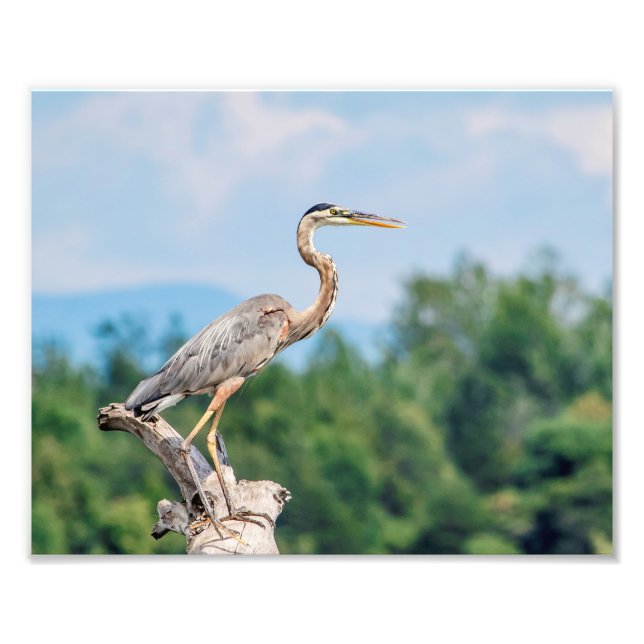 10 x 8 Great Blue Heron Fotodruck (Vorne)