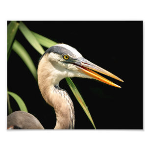 10 x 8 Great Blue Heron Fotodruck