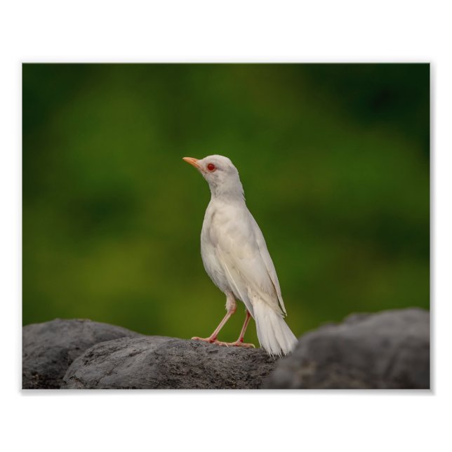 10x8 Albino Robin in Crown Point Fotodruck (Vorne)