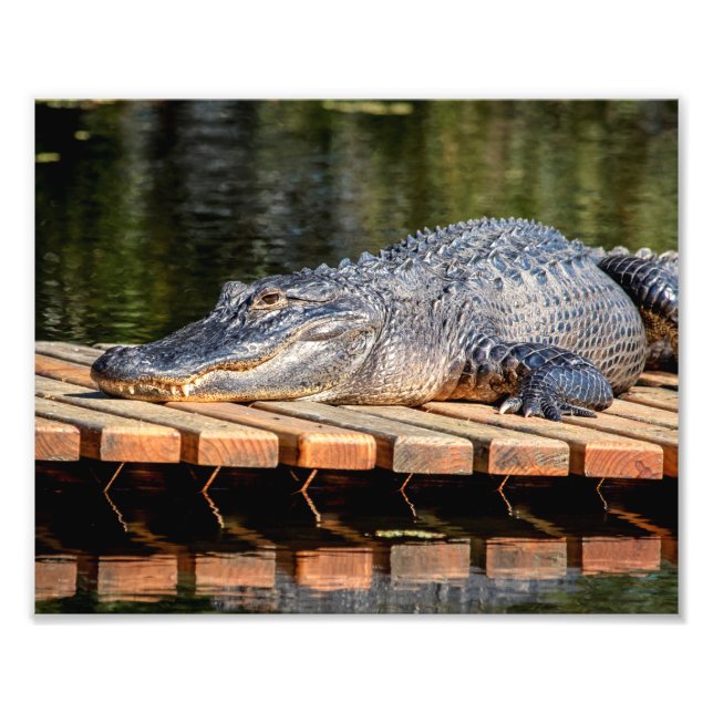 10x8 Alligator bei Homosassa Springs Wildlife Staa Fotodruck (Vorne)