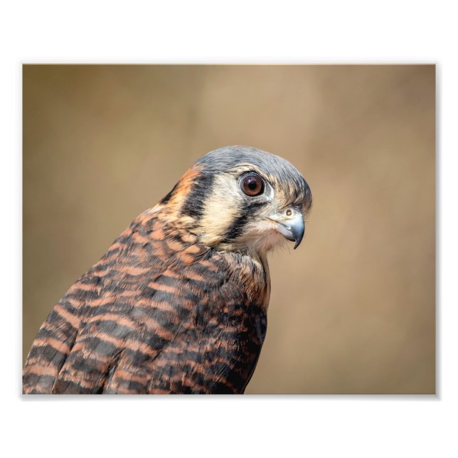 10x8 amerikanisches Kestrel Fotodruck (Vorne)