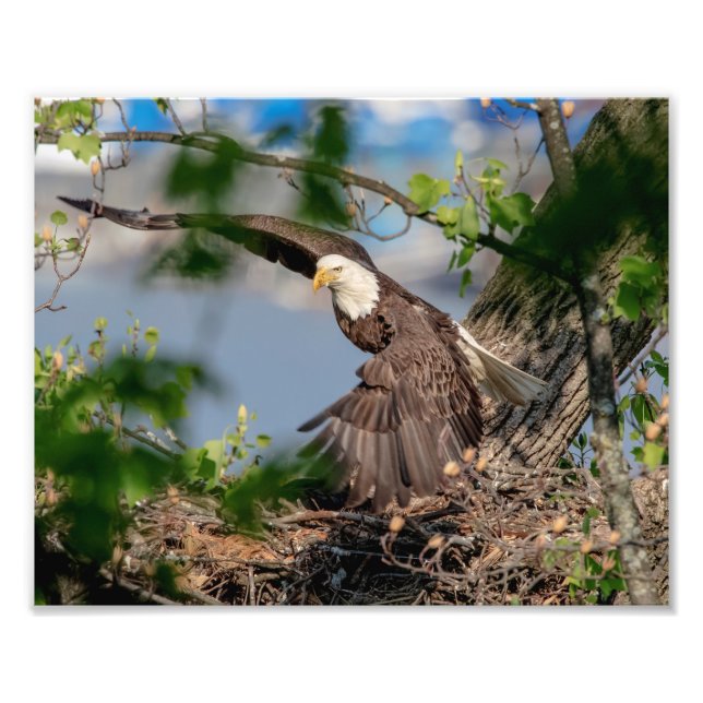 10x8 Bald Adler verlassend Nest Fotodruck (Vorne)