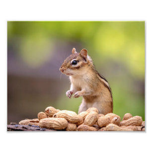 10x8 Chipmunk mit Erdnüssen Fotodruck