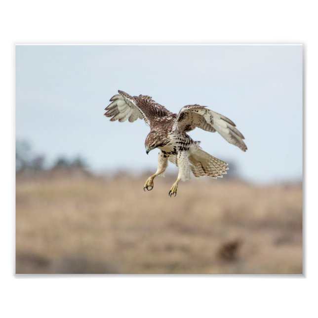10x8 Eintauchen in Red Tail Hawk Hovering Fotodruck (Vorne)