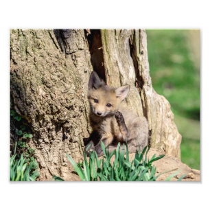 10x8 Fox Kit im Hudson Valley Fotodruck