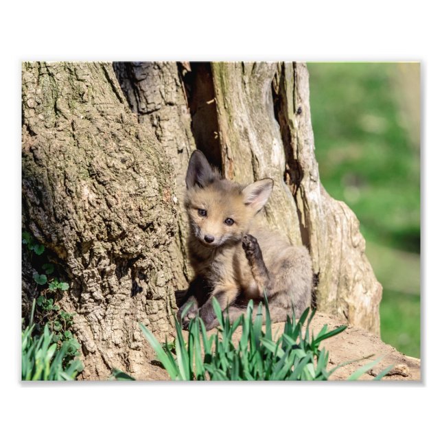 10x8 Fox Kit im Hudson Valley Fotodruck (Vorne)