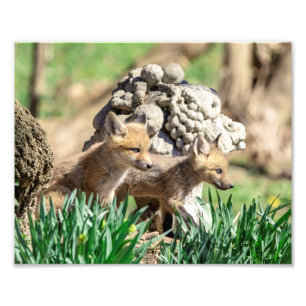 10x8 Fox Kits im Hudson Valley Fotodruck