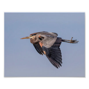 10x8 Great Blue Heron im Flug Fotodruck