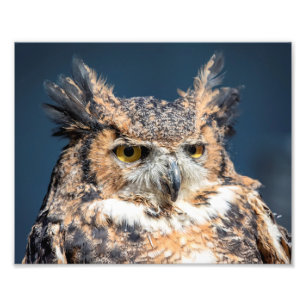 10x8 Großes Horned Owl Portrait Fotodruck