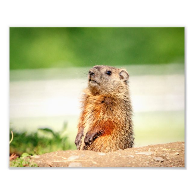 10x8 Junge Groundhog Fotodruck (Vorne)
