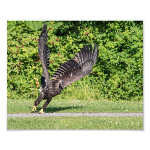10x8 Juvenile Bald Adler Fotodruck
