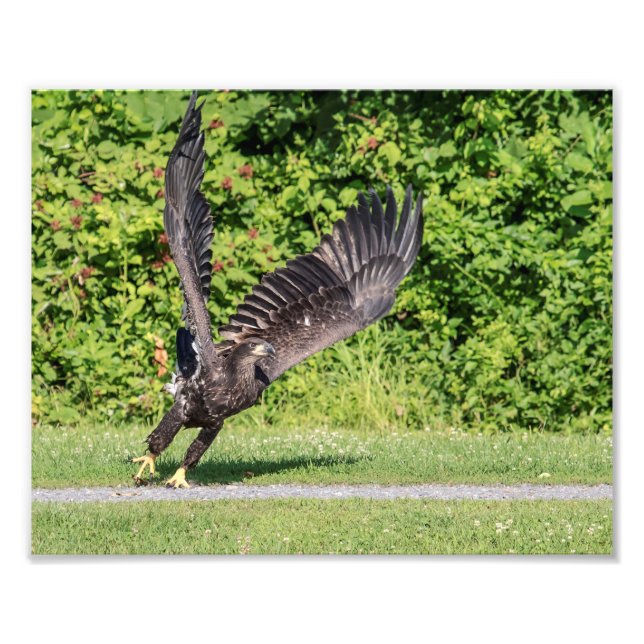 10x8 Juvenile Bald Adler Fotodruck (Vorne)