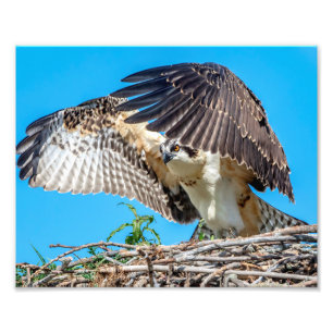 10x8 Juvenile Osprey im Nest Fotodruck