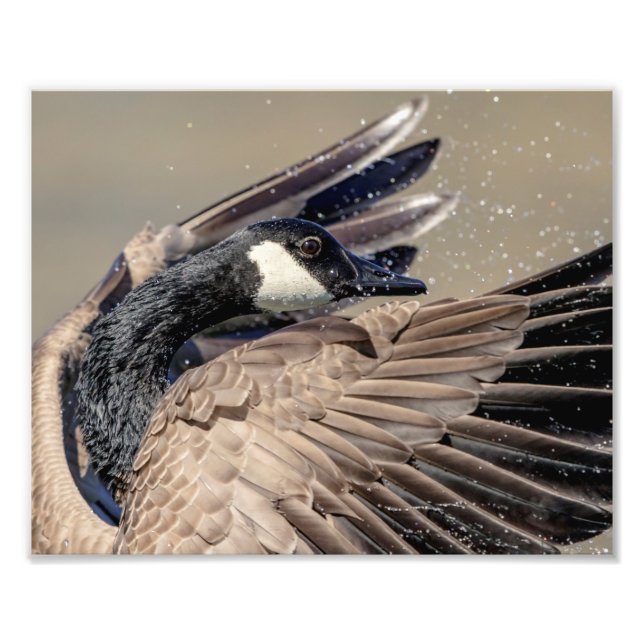 10x8 Kanadische Gans Fotodruck (Vorne)