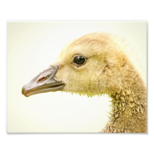 10x8 Kanadische Gans (Gänse) Fotodruck